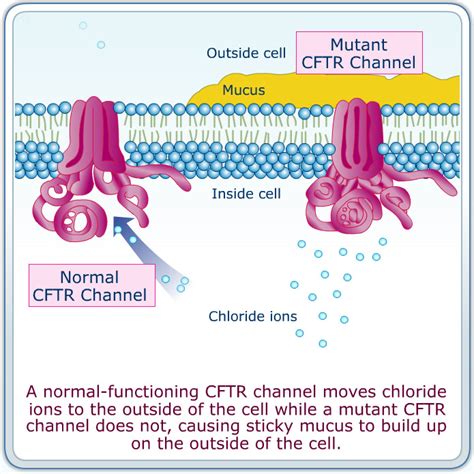 how does cftr work.